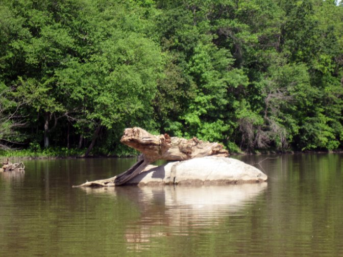 Lizard Log